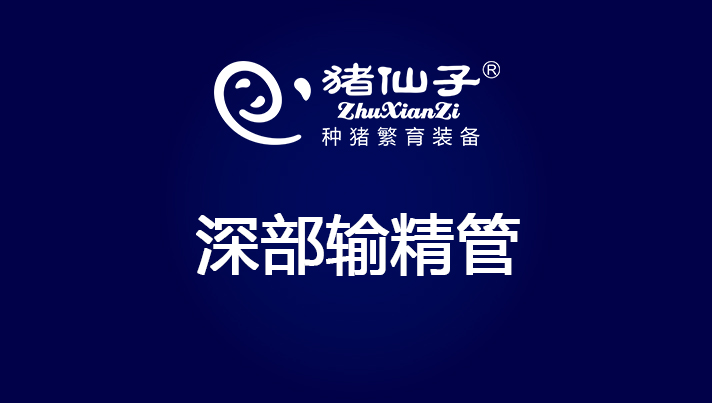 深部输精管