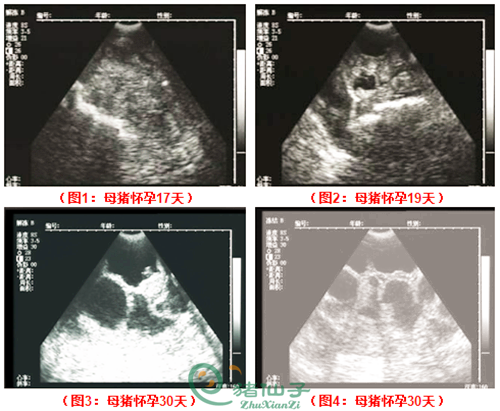 母猪怀孕各时期图像.jpg