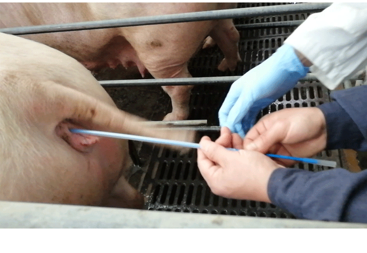 首页 >  产品中心 >  授精耗材 >  输精管related to the products